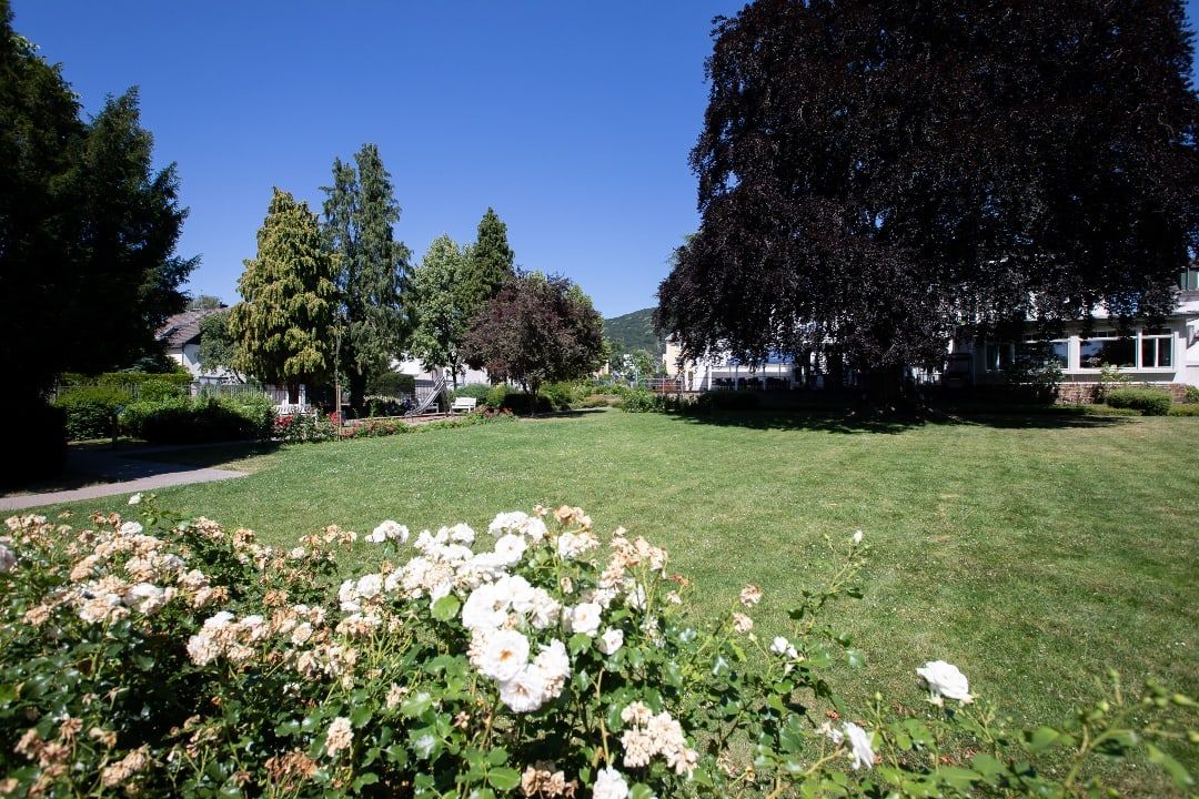 Weiße Rosen und weite Rasenfläche im Park der Villa Leonhart, dahinter alte Bäume und die Hänge des Siebengebirges